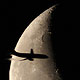Одиночные кадры самолетов у Луны